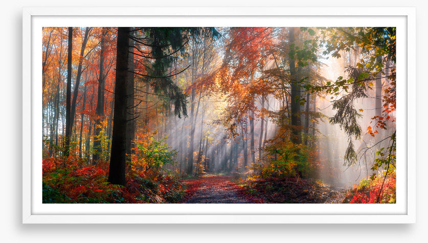 Autumn shining through