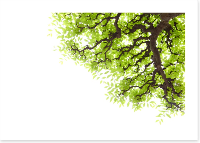 Green leaf elm 2