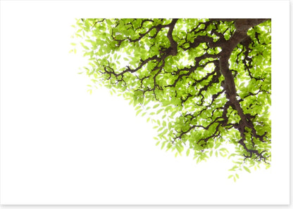 Green leaf elm 2