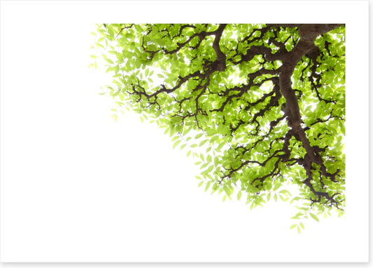 Green leaf elm 2