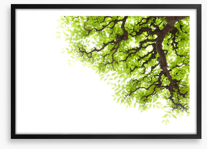 Green leaf elm 2