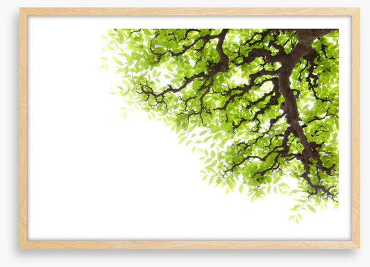 Green leaf elm 2