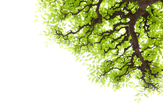 Green leaf elm 2