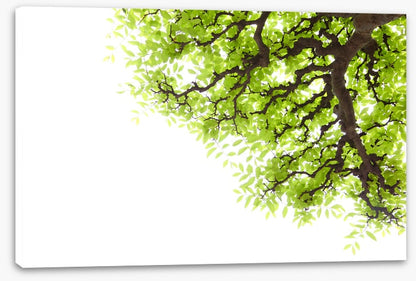 Green leaf elm 2