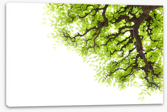 Green leaf elm 2