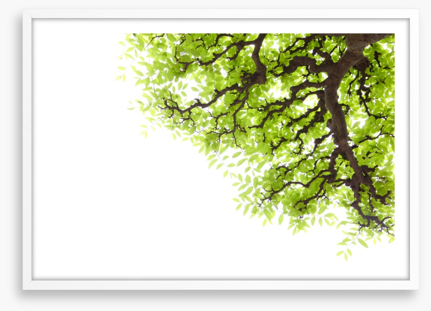 Green leaf elm 2