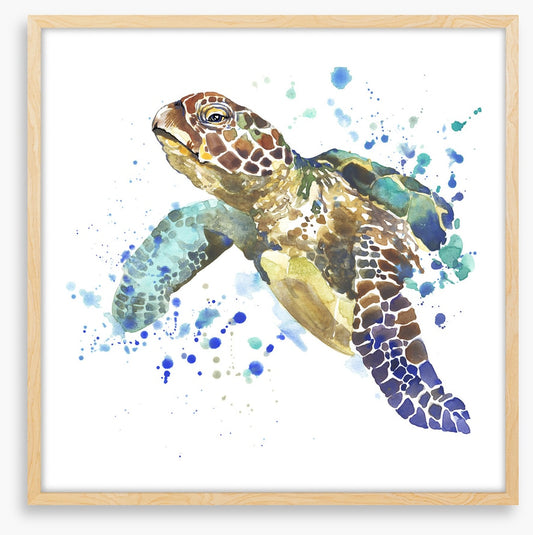 Turtle tidings