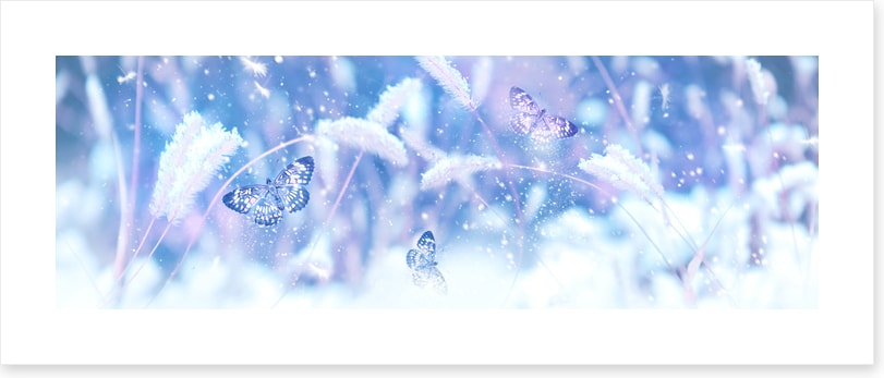 Butterfly snow panorama