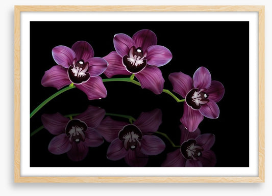 Purple orchid arc