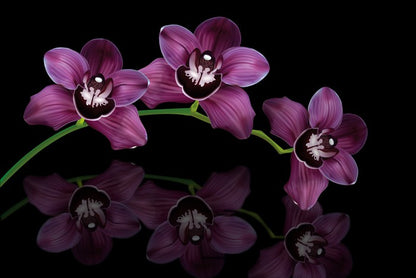 Purple orchid arc