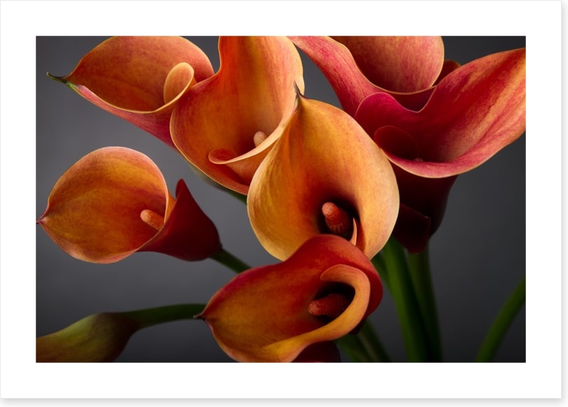 Orange calla lilies