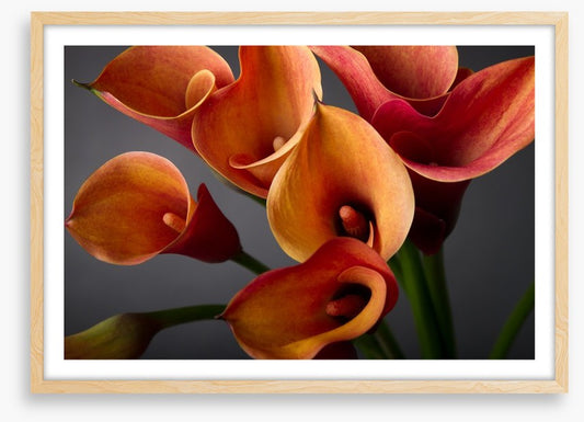 Orange calla lilies