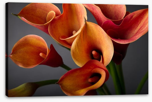 Orange calla lilies