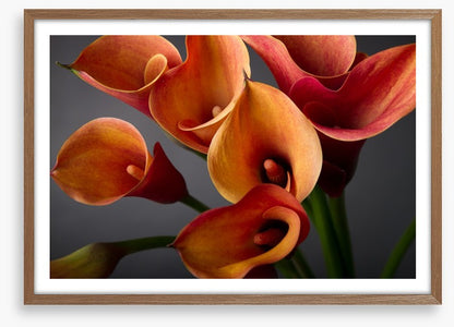 Orange calla lilies