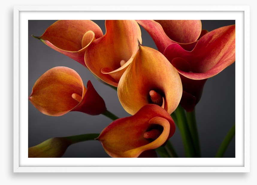 Orange calla lilies