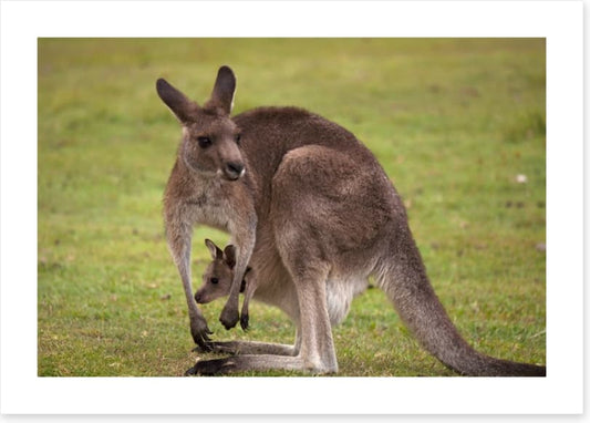 Roo with joey