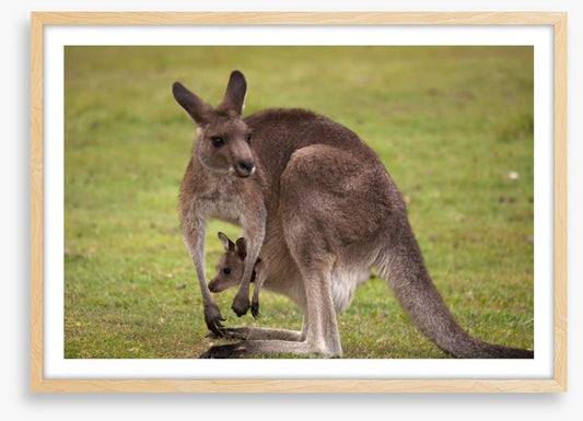Roo with joey