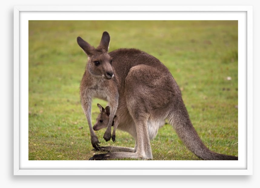Roo with joey