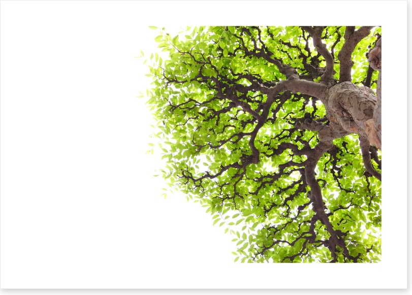 Green leaf elm 1