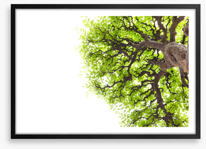 Green leaf elm 1