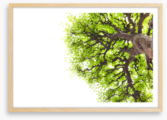 Green leaf elm 1