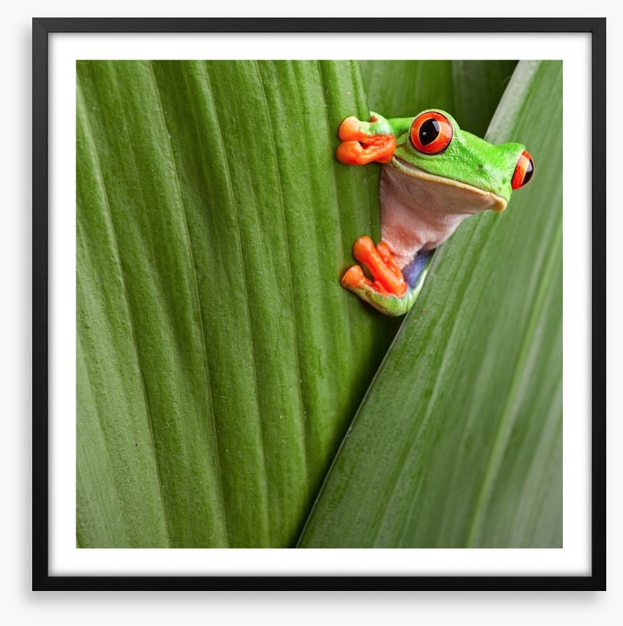 Peeping red eyed tree frog