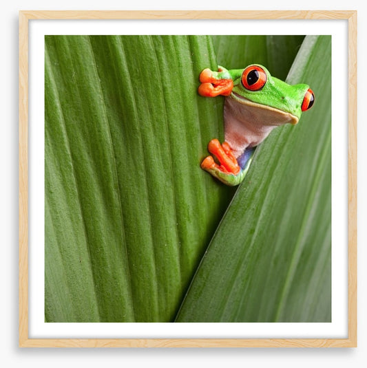 Peeping red eyed tree frog