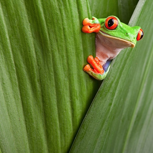 Peeping red eyed tree frog