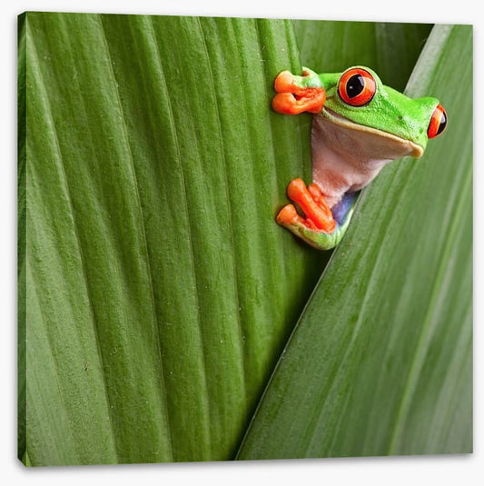 Peeping red eyed tree frog