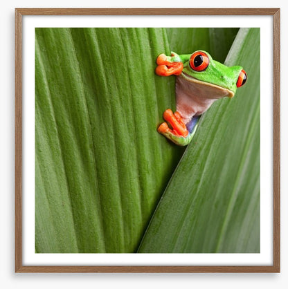 Peeping red eyed tree frog
