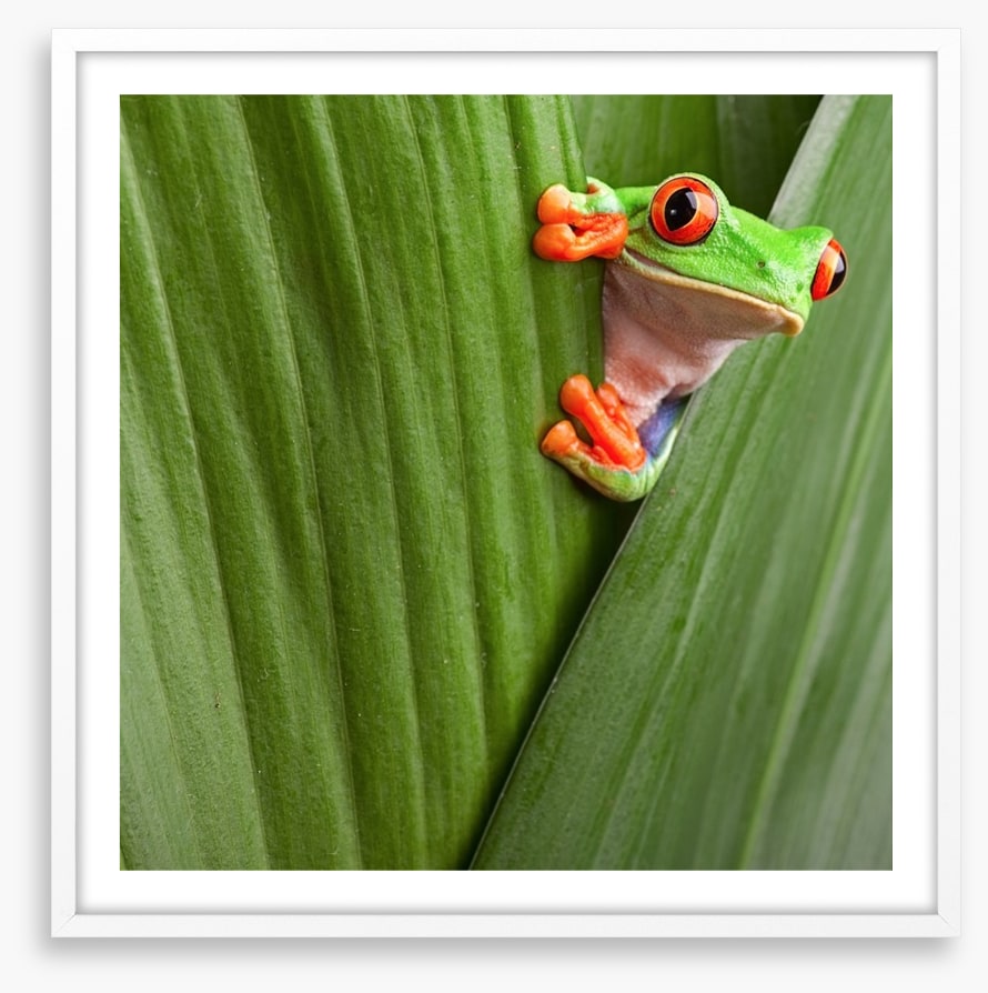 Peeping red eyed tree frog