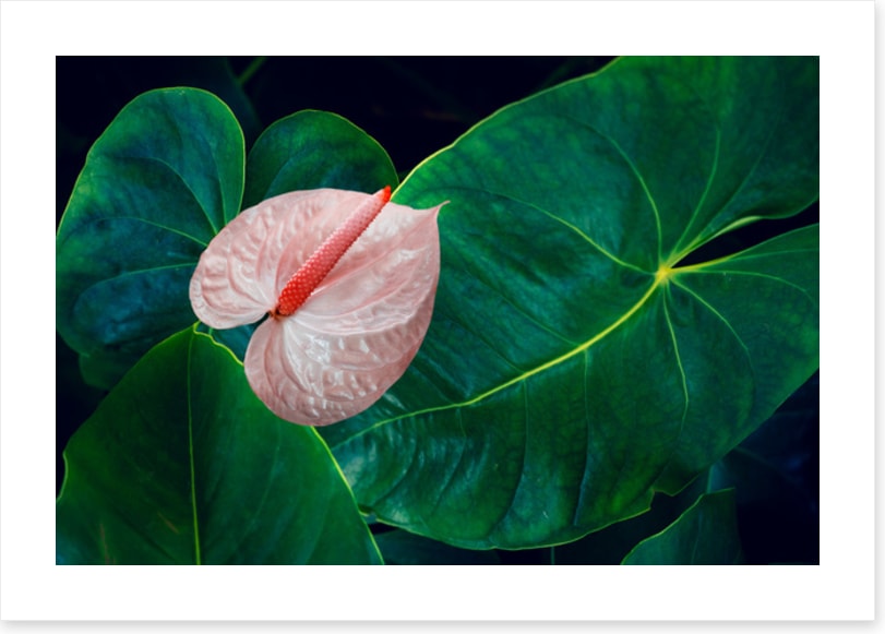 Leaves