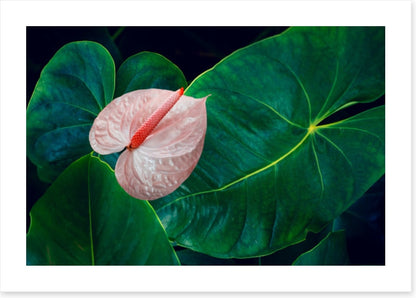 Leaves