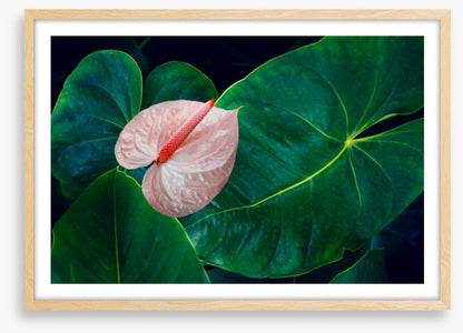Leaves