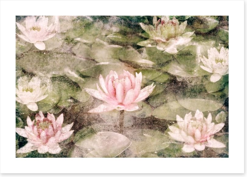 Water Lily dreams