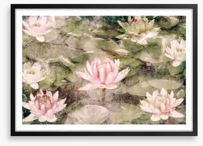 Water Lily dreams