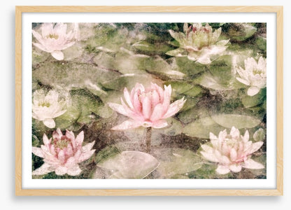 Water Lily dreams