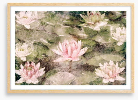 Water Lily dreams
