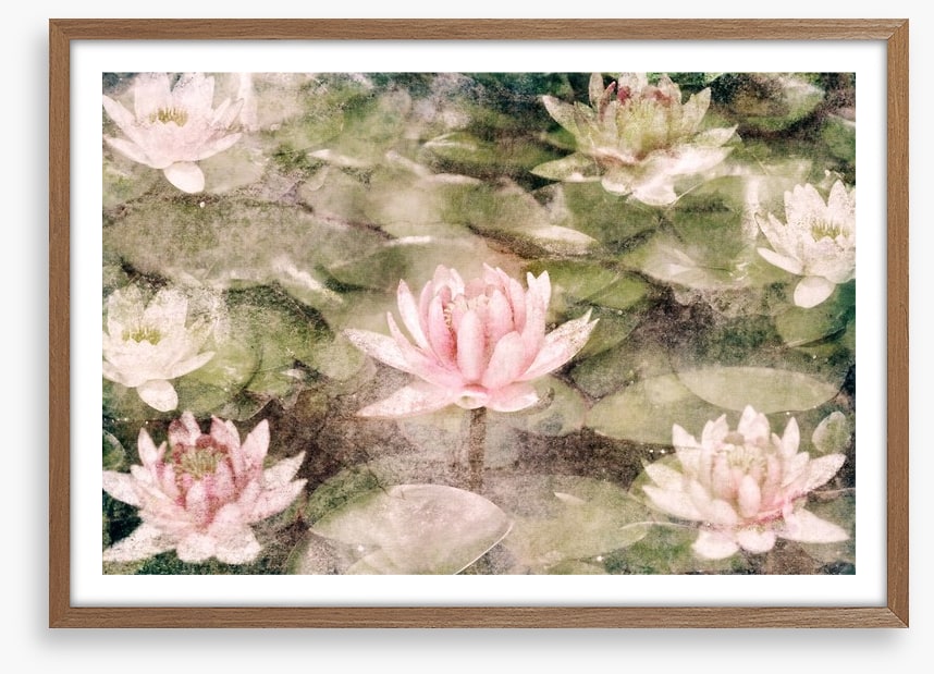 Water Lily dreams