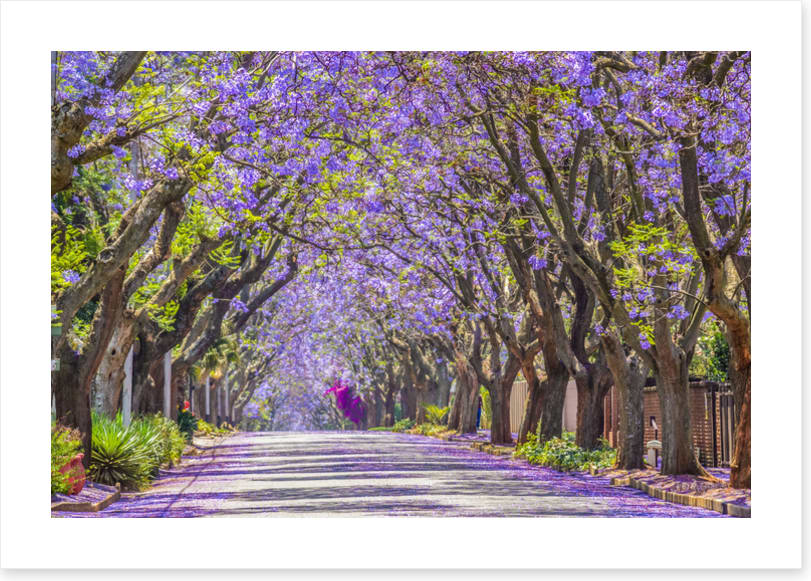The jacaranda street