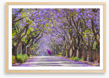 The jacaranda street
