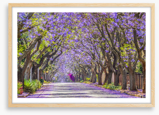 The jacaranda street