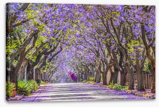 The jacaranda street