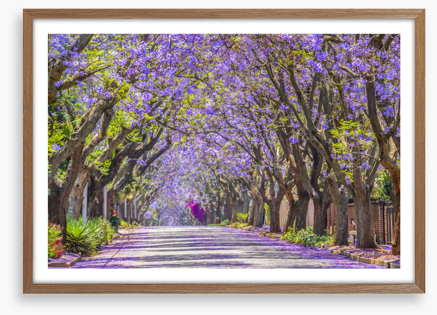 The jacaranda street