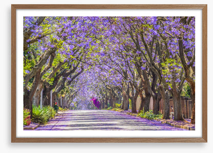 The jacaranda street