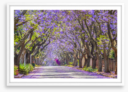The jacaranda street