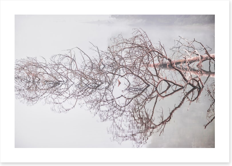 Fallen tree
