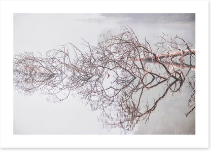 Fallen tree