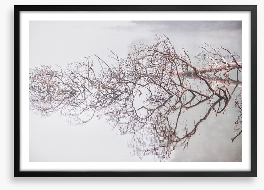 Fallen tree