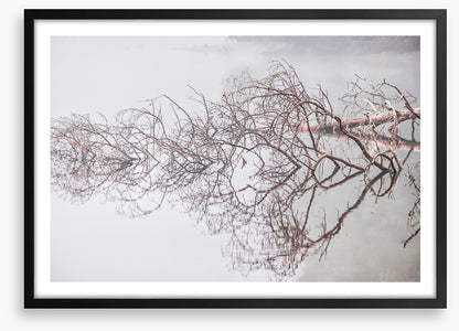 Fallen tree